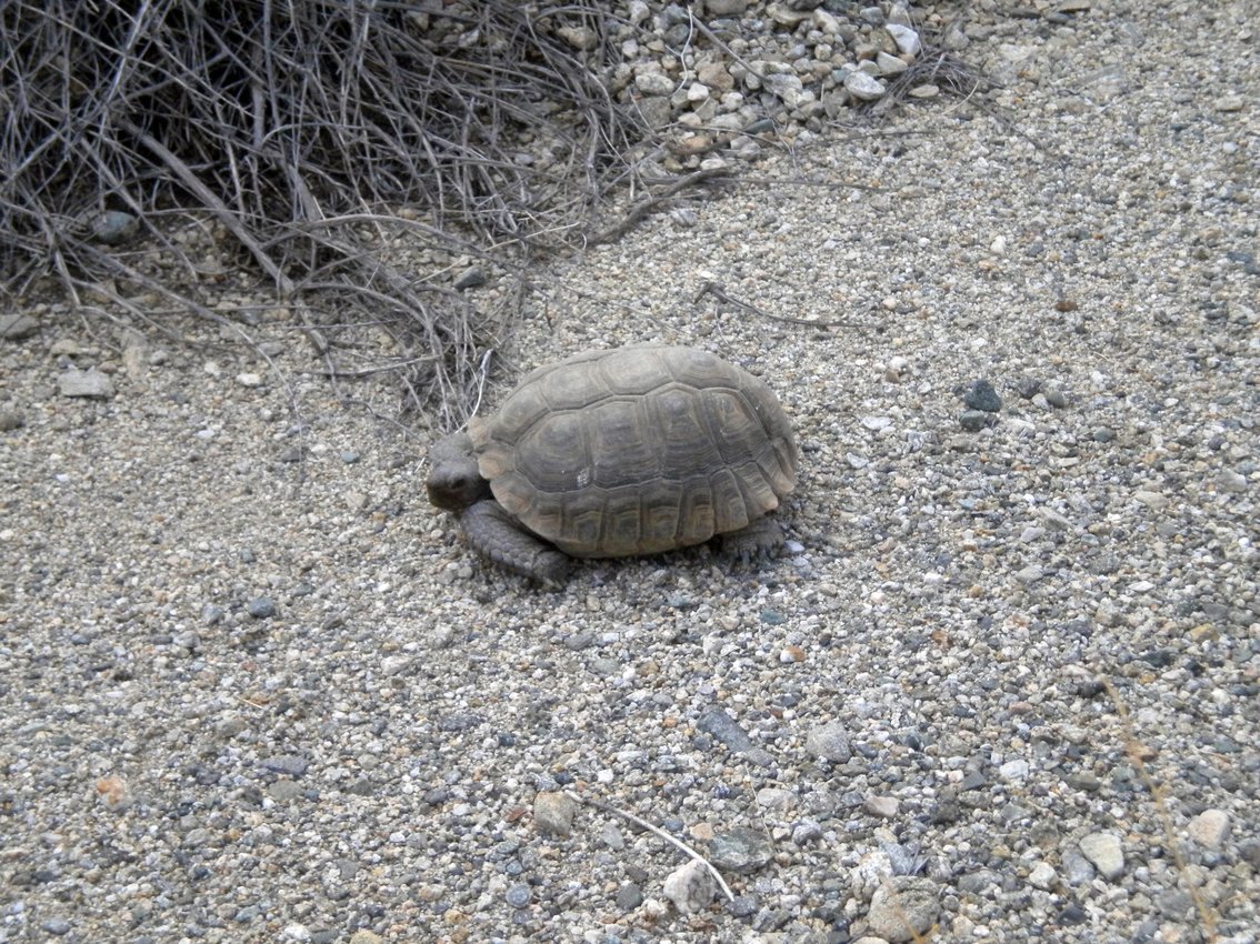 Endangered desert box turtle beside the Eagle Mountain Railroad