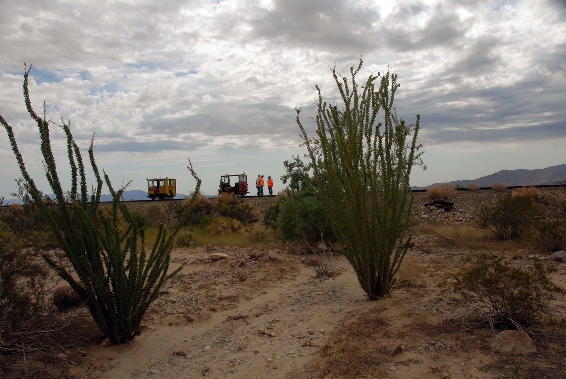 Ocotillo beside the Eagle Mountain Railroad
