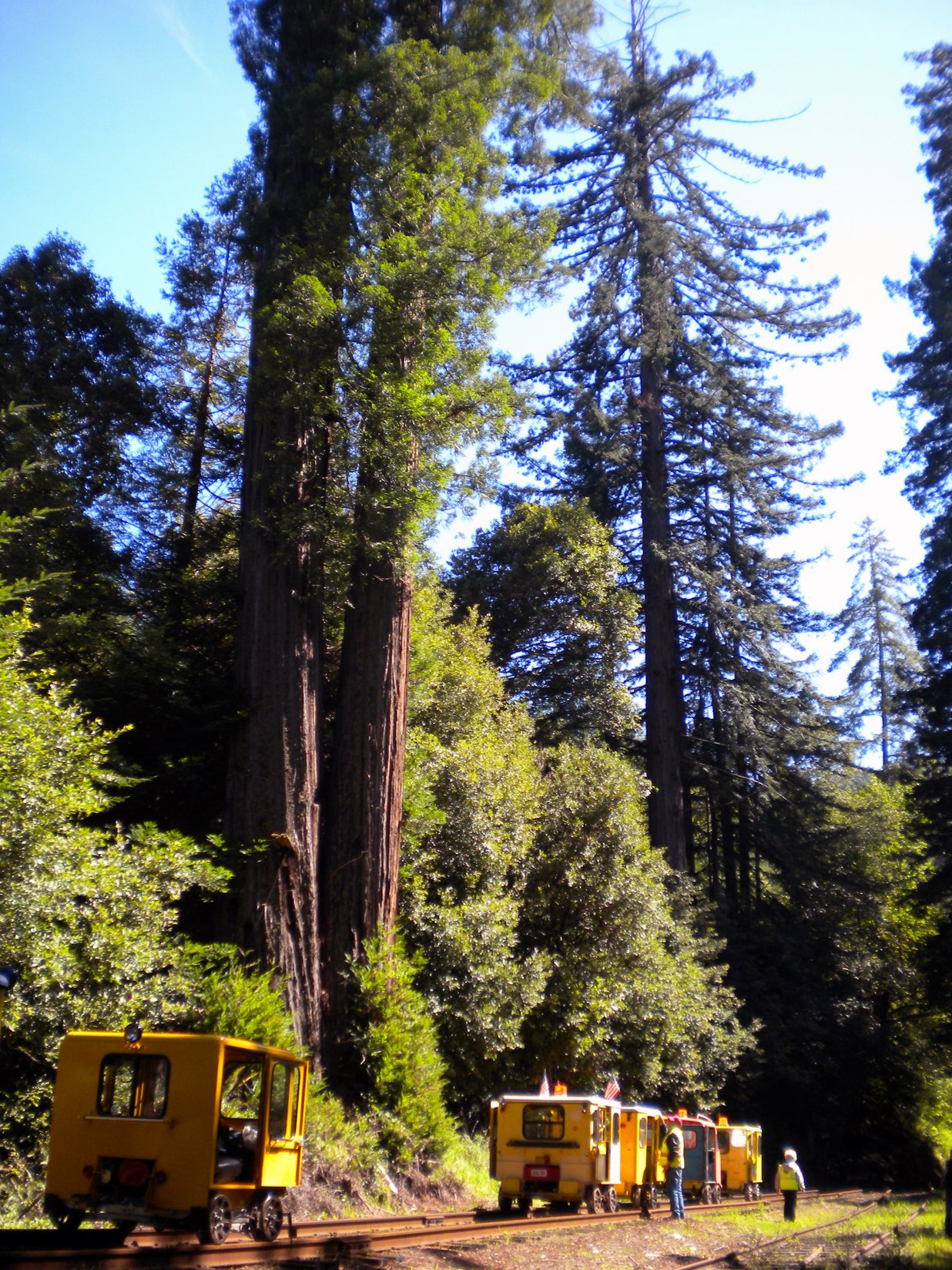 Majestic redwood trees along the Niles Canyon Railway