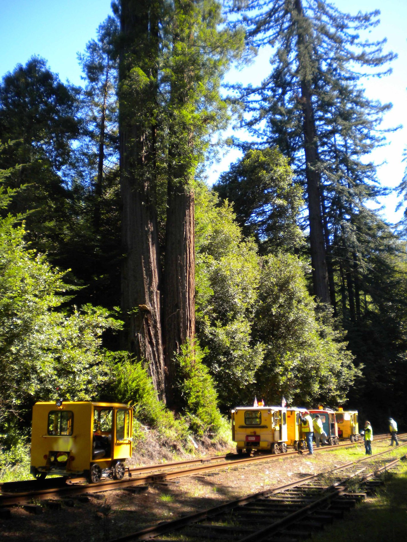 Redwood trees along the California Western Railroad Skunk Train route