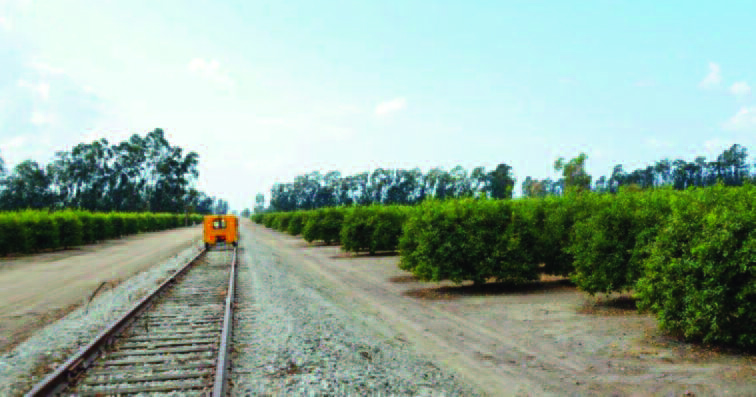 Railcars running through orange groves along the Fillmore and Western Railway